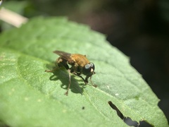 Pterallastes thoracicus