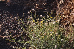 Asteraceae