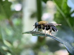 Pterallastes thoracicus