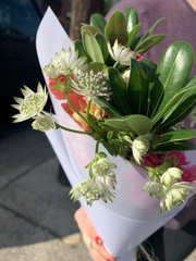 Astrantia major