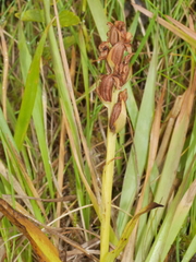 Platanthera hyperborea