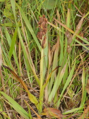 Platanthera hyperborea
