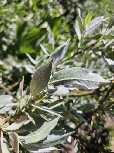 Lemmon's willow (Salix lemmonii)
