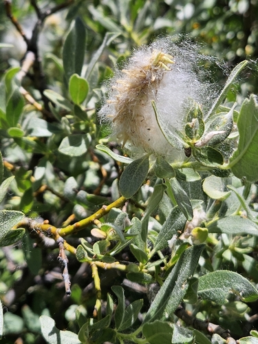 Salix lemmonii, photograph 3