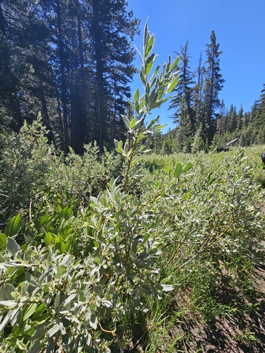Salix lemmonii, photograph 4