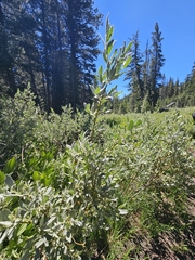 author not stated, no rights reserved Salix lemmonii, photograph author not stated, no rights reserved