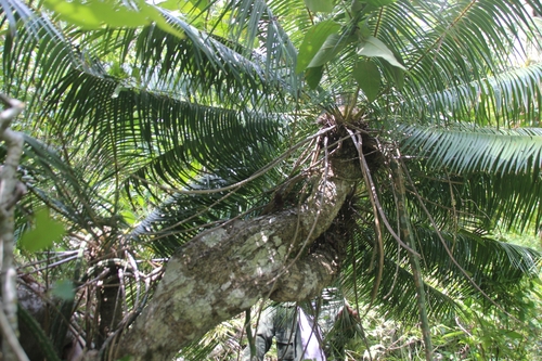 Microcycas calocoma