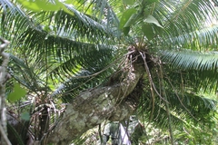 Microcycas calocoma, photograph (c) Dayron Breto, some rights reserved (CC BY)