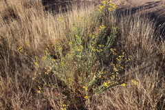 Asteraceae