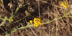 Asteraceae