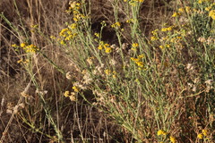 Asteraceae