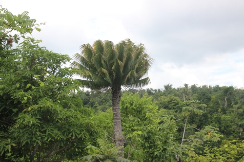 San Andrés (Pinar del Río)