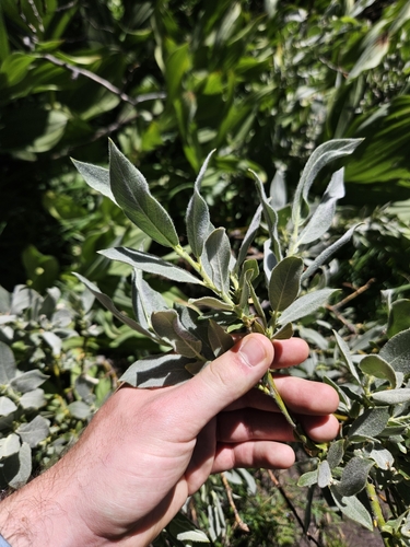 Salix lemmonii, photograph 2
