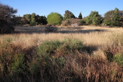 Poaceae