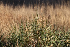 Poaceae