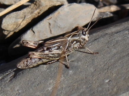 Sampeyre Grasshopper