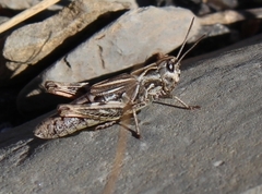 Chorthippus sampeyrensis