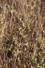 Magnoliopsida