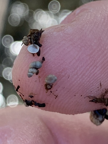 Southwest Nevada Pyrg