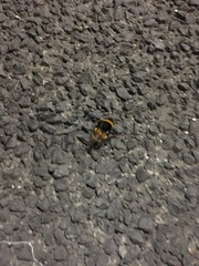 Bombus