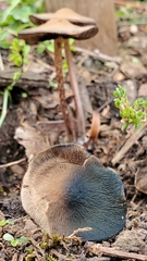 Panaeolus cinctulus