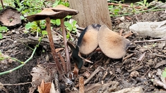 Panaeolus cinctulus