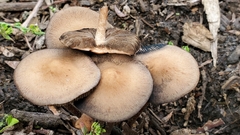 Panaeolus cinctulus