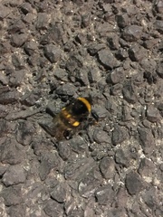 Bombus