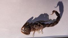 Hottentotta judaicus
