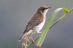 Ramsayornis modestus