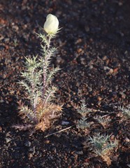 Argemone ochroleuca