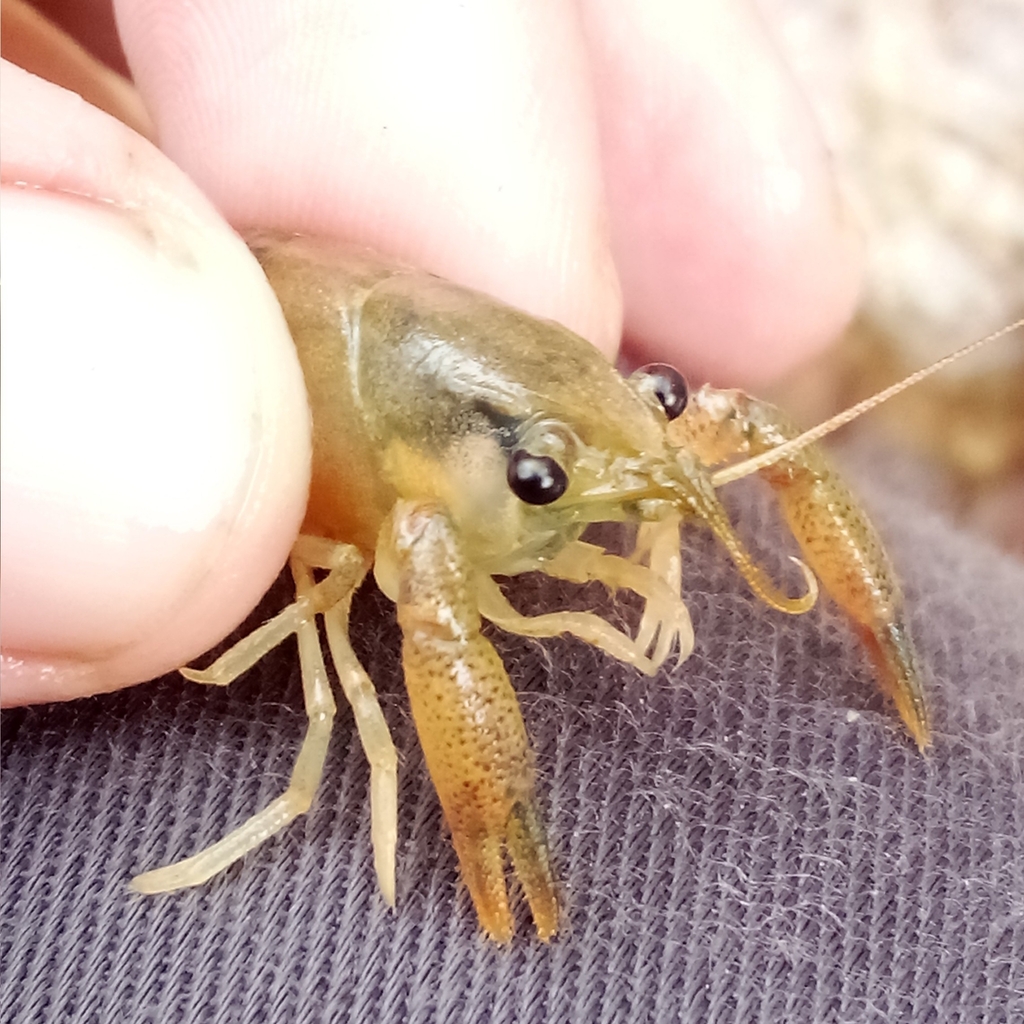 Cuban crayfish