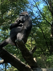 Gorilla