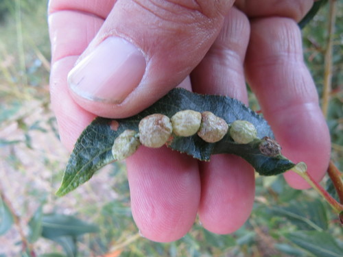 Photo of Bead-like Cottonwood Gall aphid (Thecabius populimonilis)