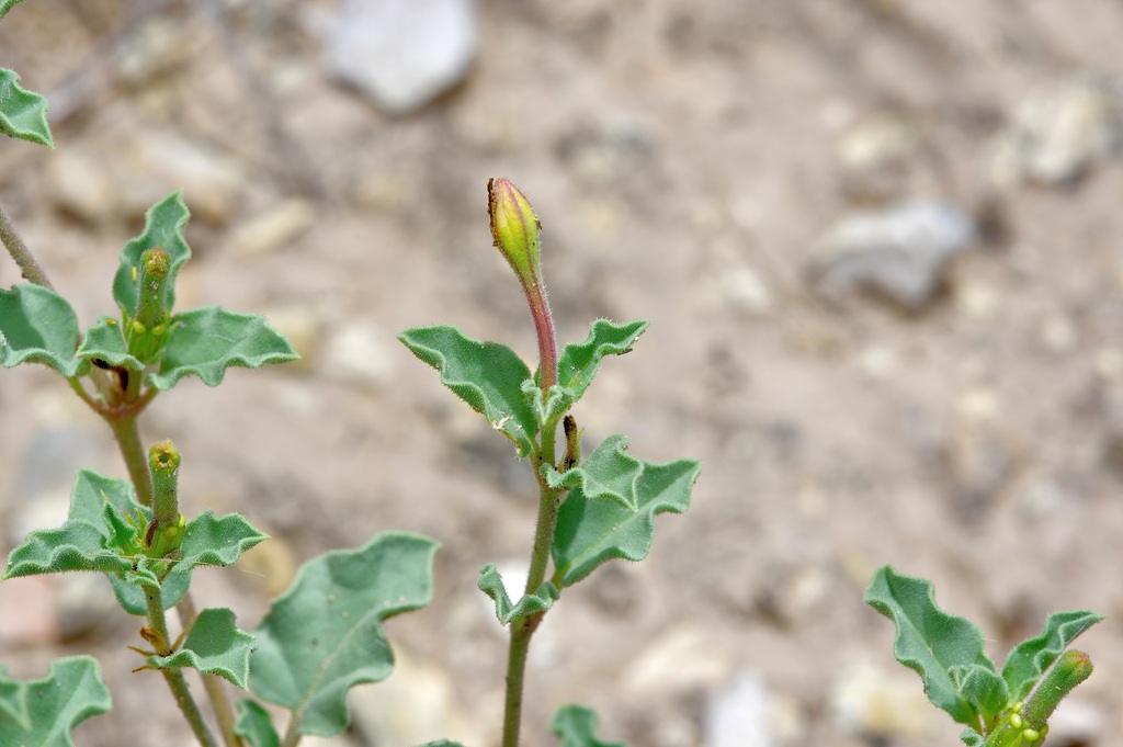 Wright's Trumpets