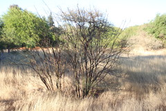 Parkinsonia africana