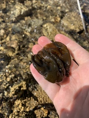 Nostocales