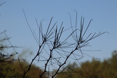 Parkinsonia africana