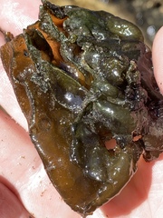Nostocales