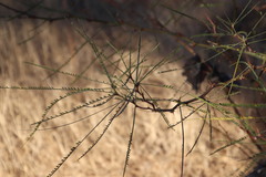 Parkinsonia africana