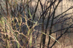 Parkinsonia africana