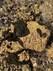 Nostocales
