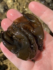 Nostocales