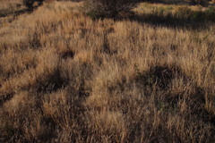Poaceae