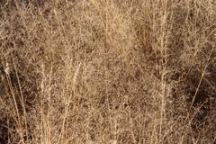 Poaceae