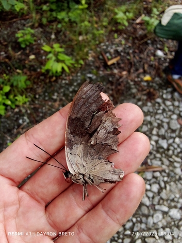 One-spotted Prepona