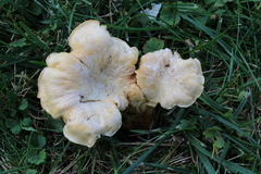 Cantharellus ferruginascens