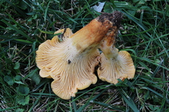 Cantharellus ferruginascens