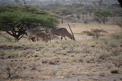 Oryx beisa beisa