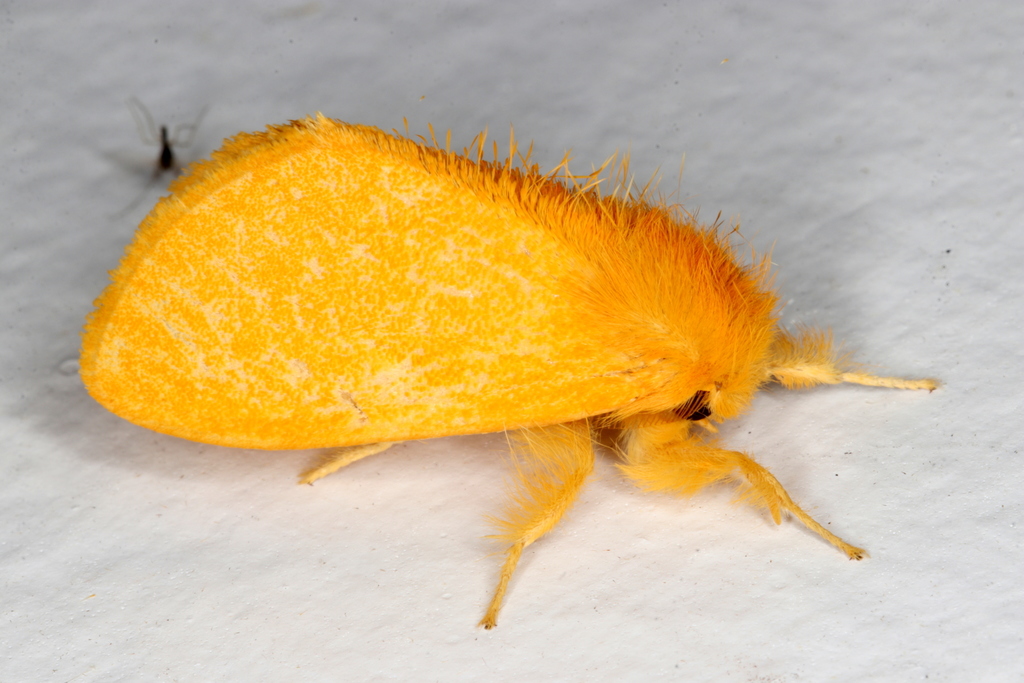 Saffron Tussock